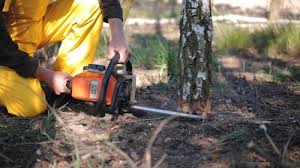 Best Palm Tree Trimming  in Lake Waynoka, OH