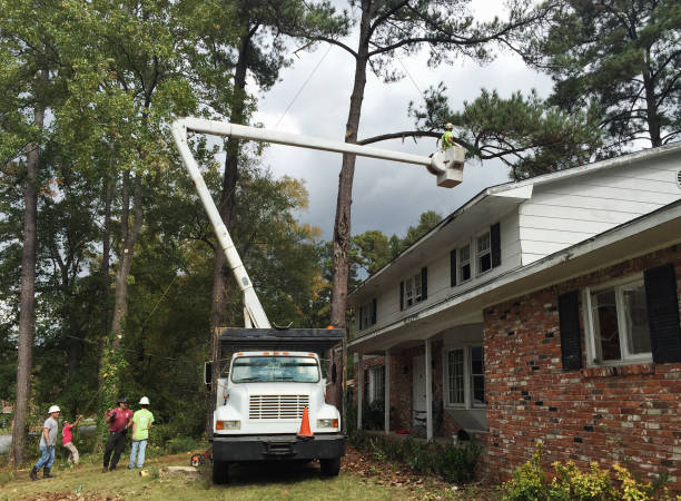 Best Emergency Tree Removal  in Lake Waynoka, OH