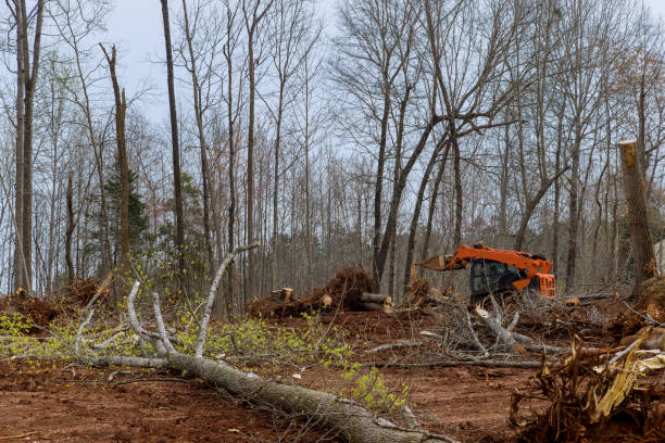 Best Lot and Land Clearing  in Lake Waynoka, OH