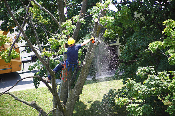 Best Tree Trimming and Pruning  in Lake Waynoka, OH