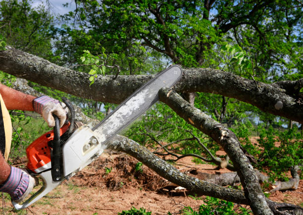 Best Hazardous Tree Removal  in Lake Waynoka, OH