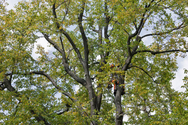 Best Commercial Tree Services  in Lake Waynoka, OH